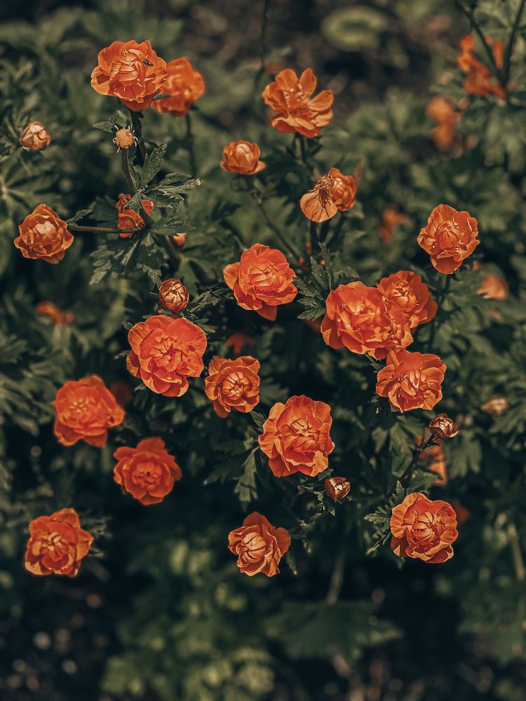 Photograph by Anna