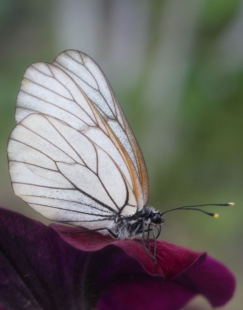 Photograph by Першин Виталий