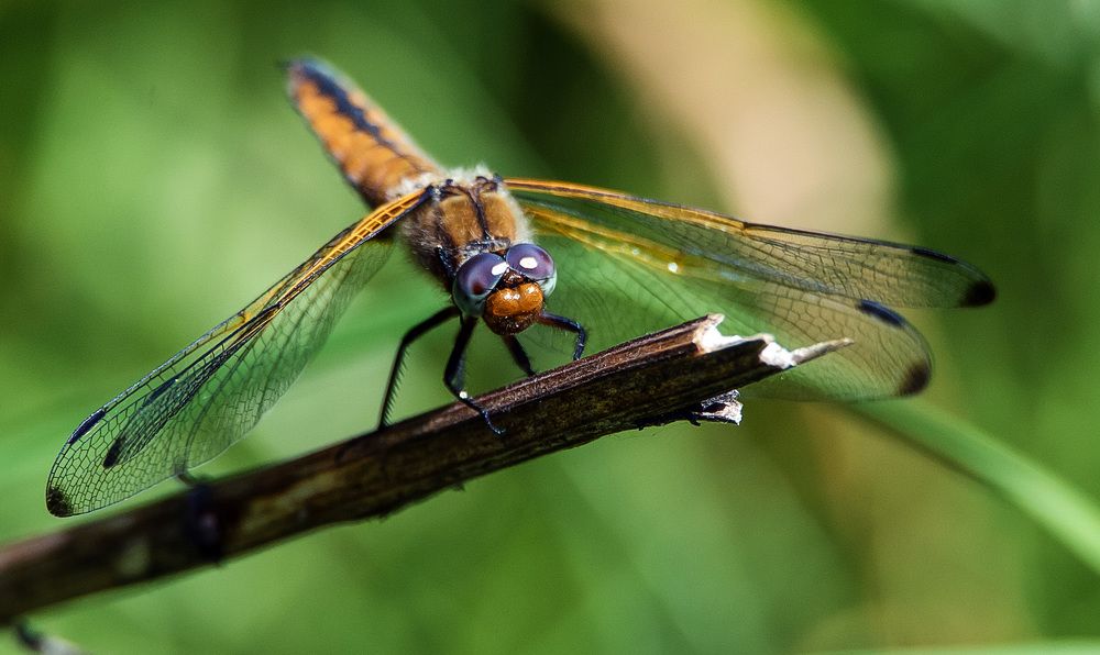 Photograph by Владимир Безбородов