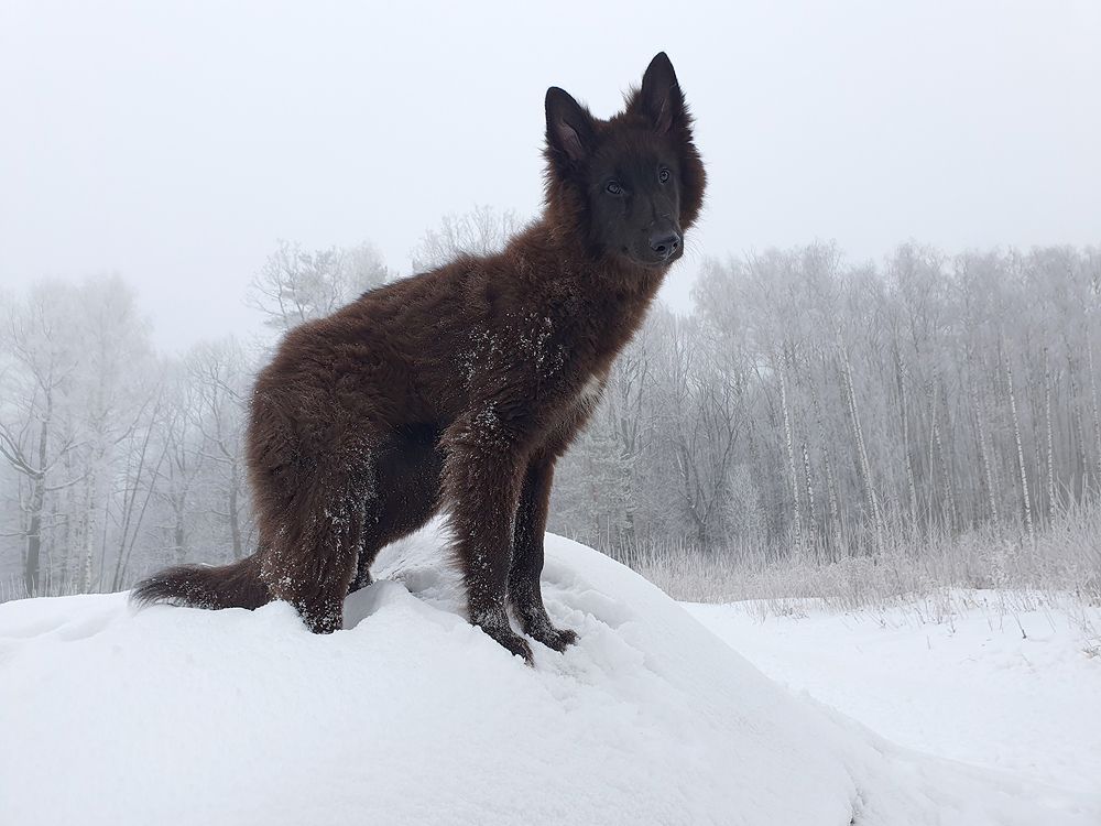 Фотография автора Надежда Лисицына