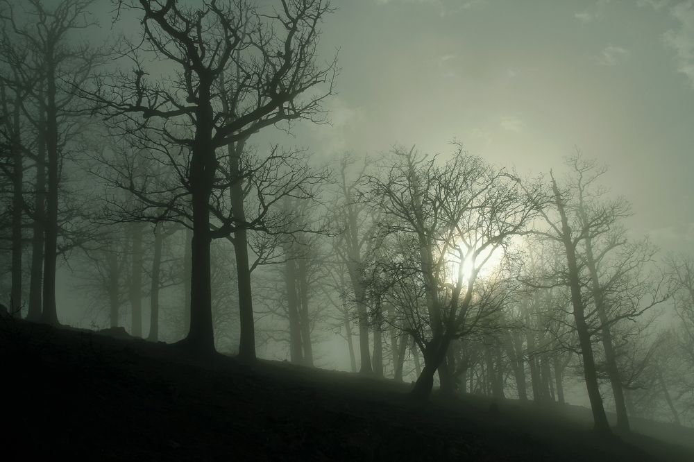 Photograph by mokhalad albu mohamad