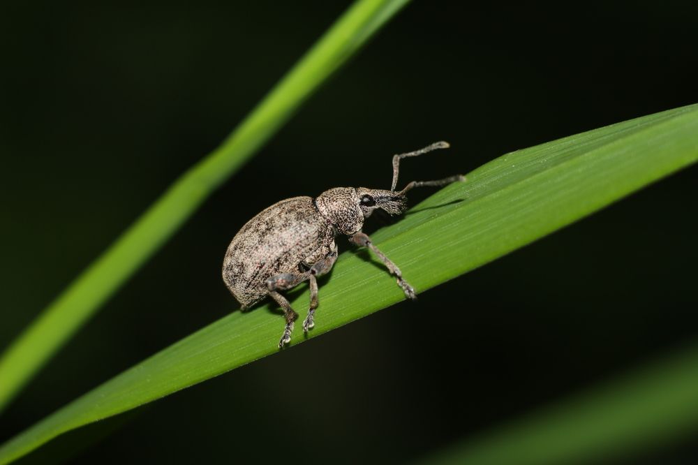 Photograph by Аlessandro