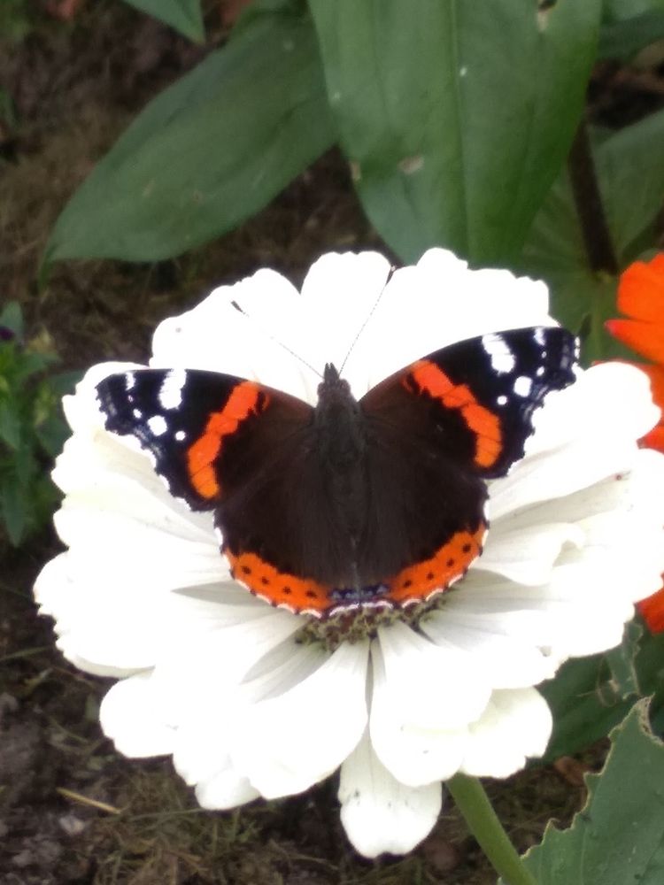 Фотография автора Василий Здоровецкий