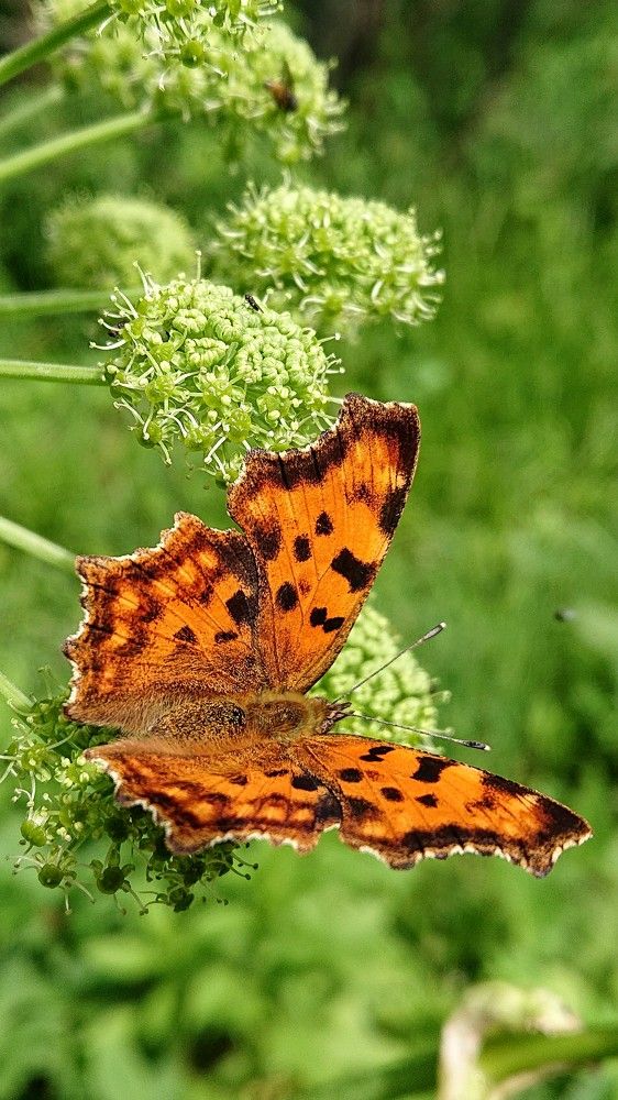 В поисках нектара...