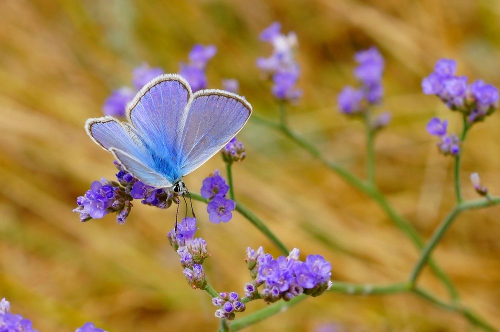 Фотография автора Галина