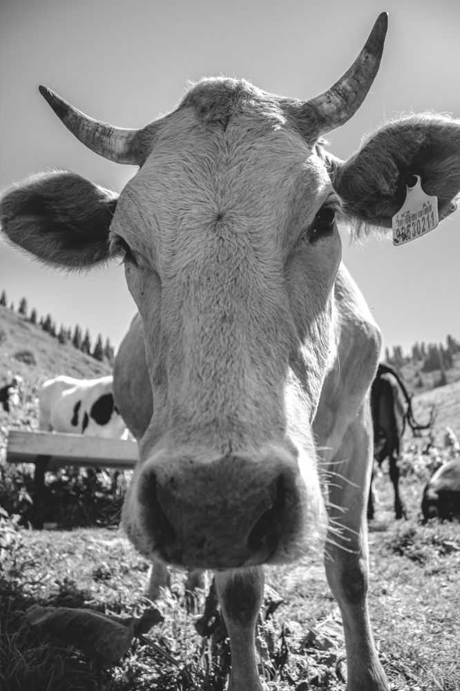 Photograph by Даниил Щербаков