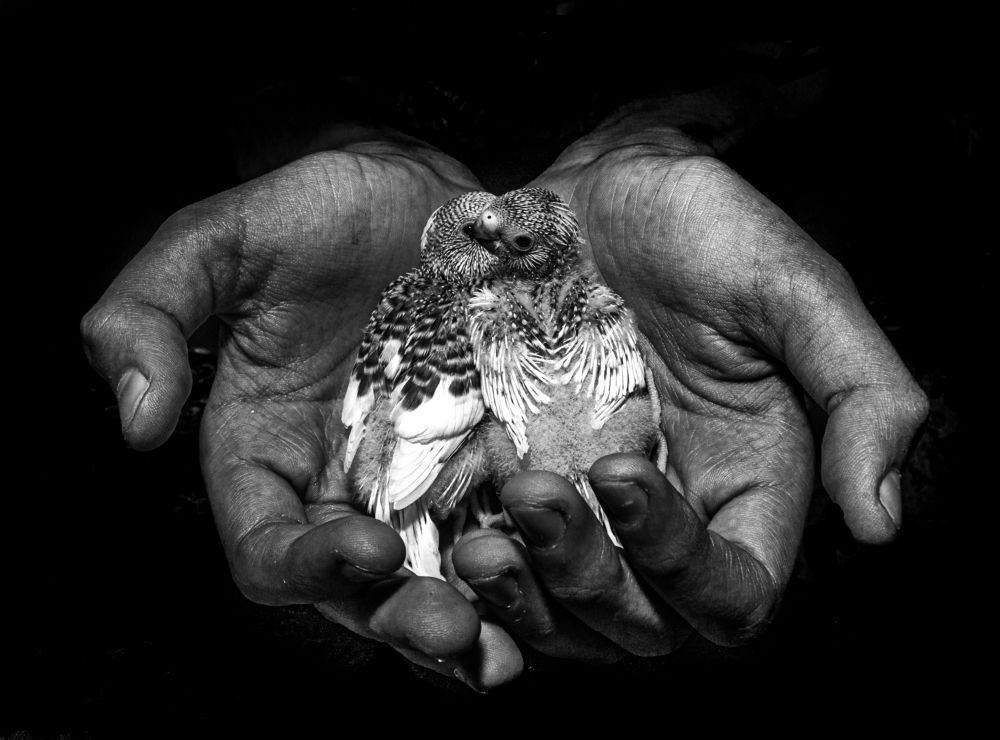 Photograph by Abed Abedaljalil