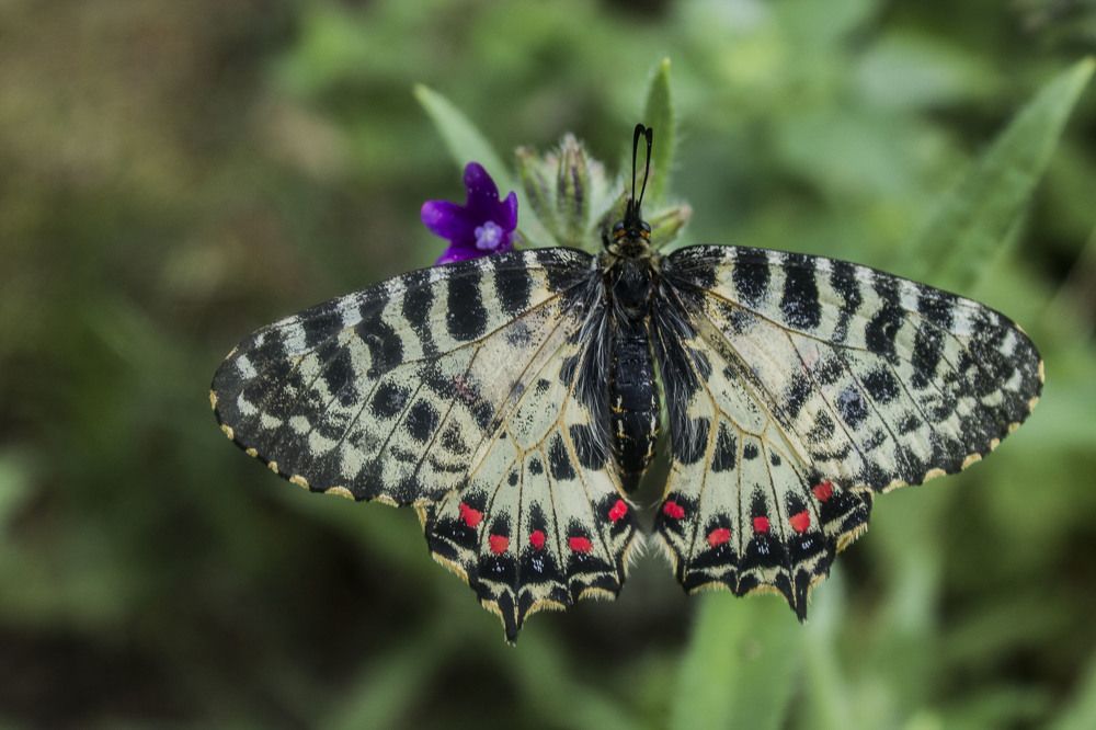 Photograph by iliya levkov