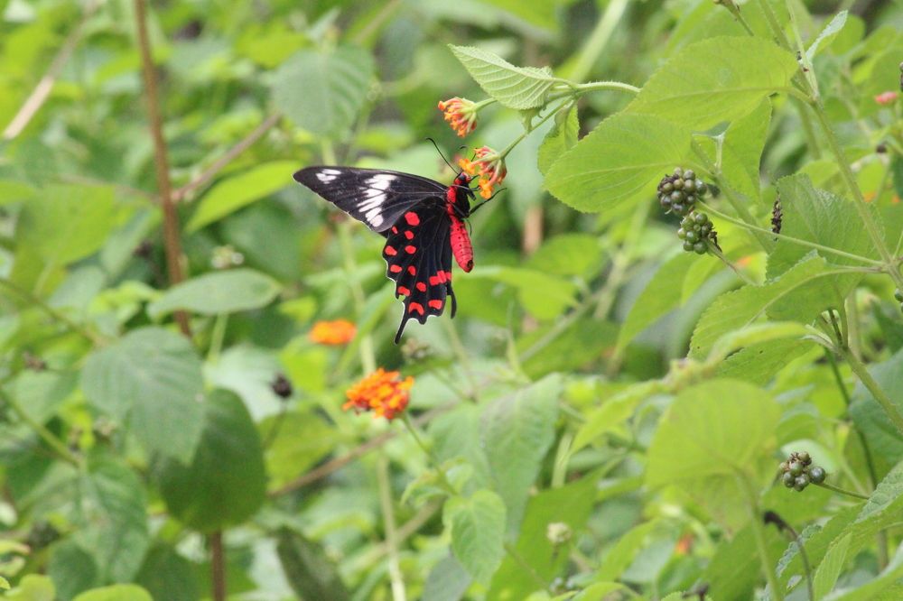 Photograph by Praveen kumar Sampath