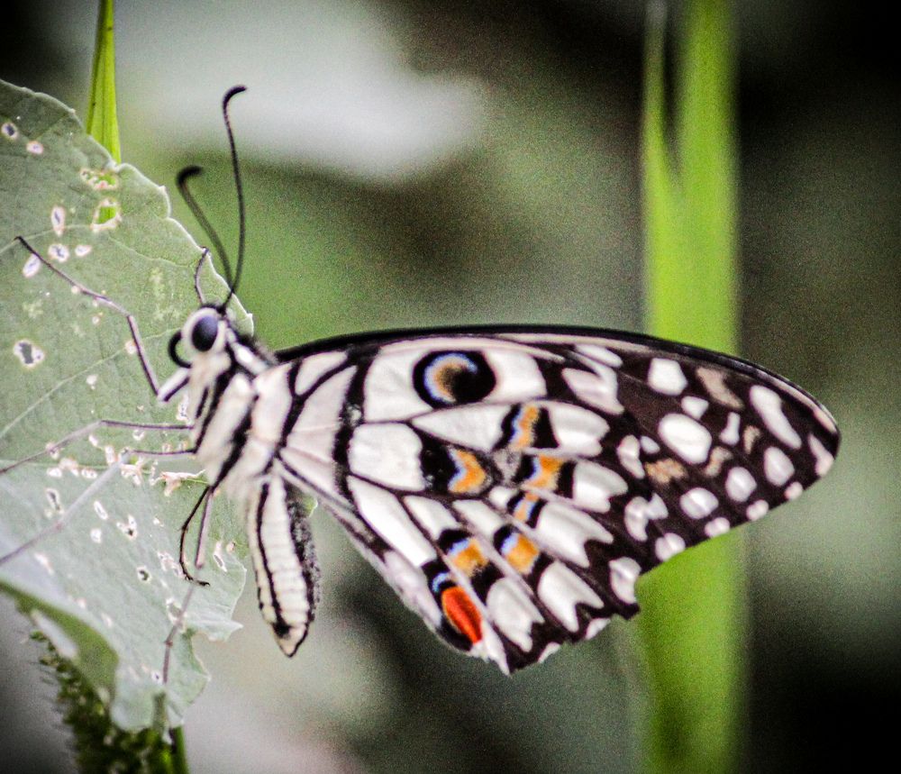 Photograph by Praveen kumar Sampath