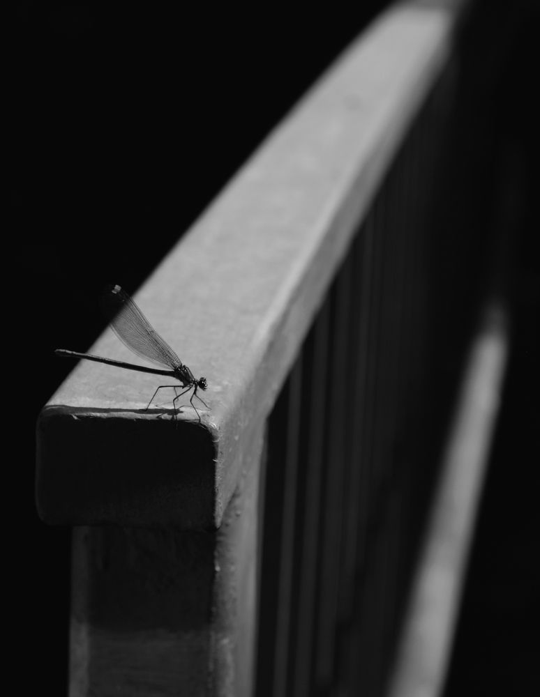 Photograph by Mike Sappojnikoff