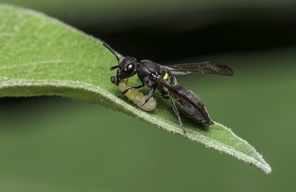 Almorzando en hoja verde