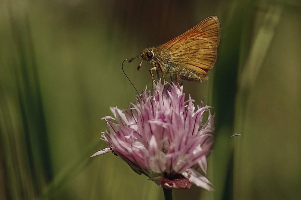 Photograph by Ольга Хентова