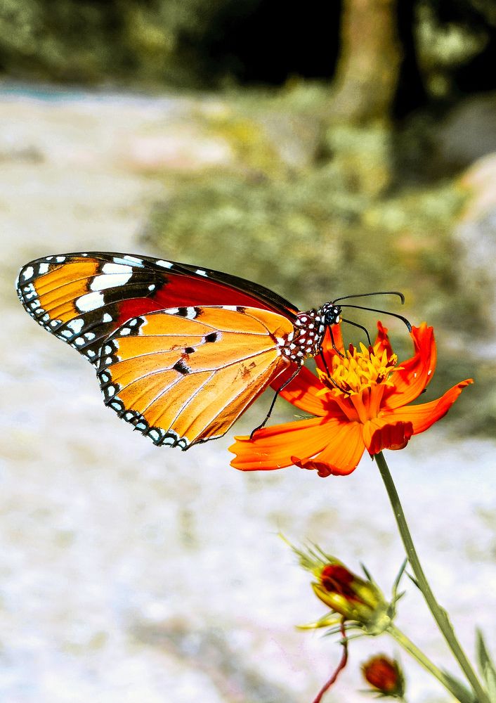 Photograph by Sudeshna Chanda