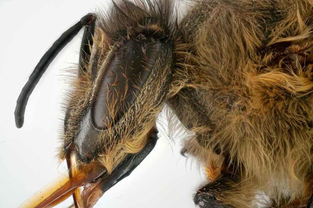 Photograph by Александр Трипольский