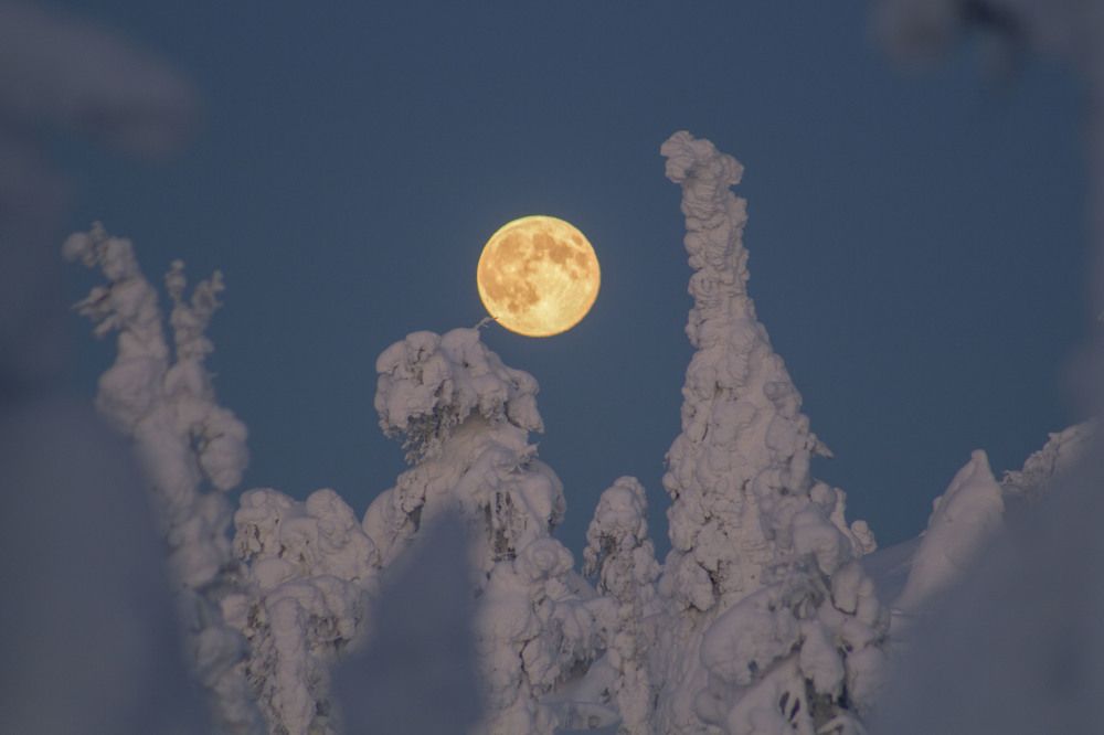 Жираф зимой играется с луной.