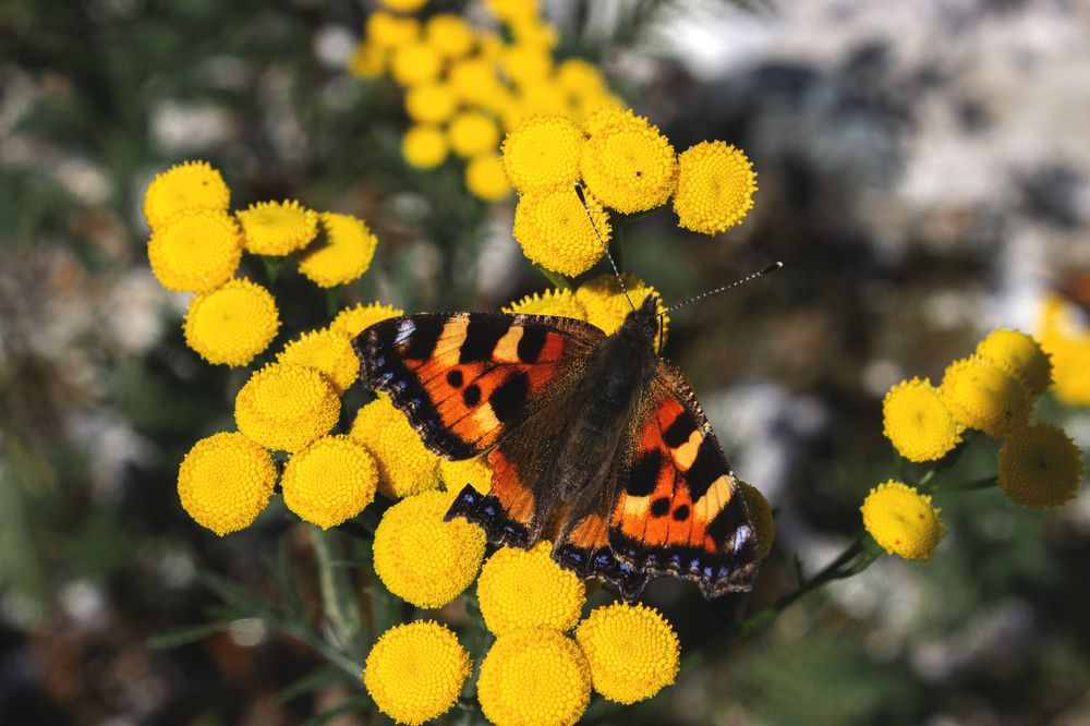 Photograph by Виктория Браун