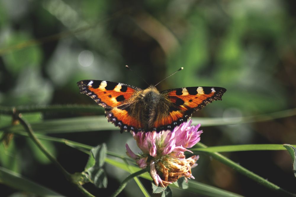 Photograph by Виктория Браун