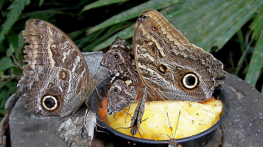 Photograph by Marcelo Luzzi