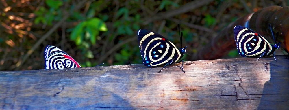 Photograph by Marcelo Luzzi