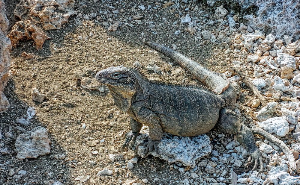 Photograph by Marcelo Luzzi