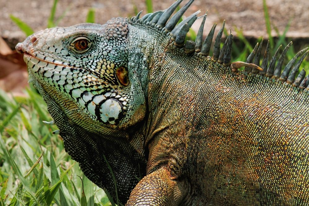 Iguana