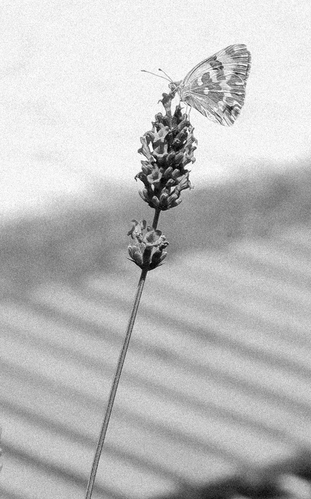 Фотография автора Султанов Азиз