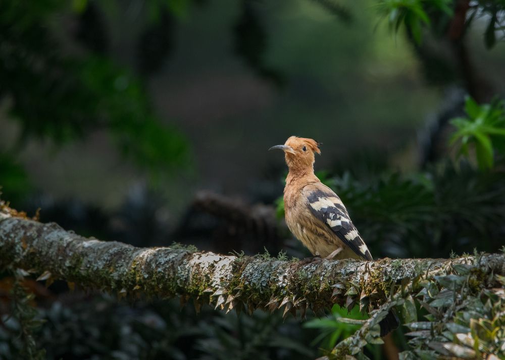 Common Hoopoe