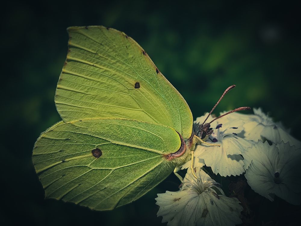 Photograph by Александра Петрова