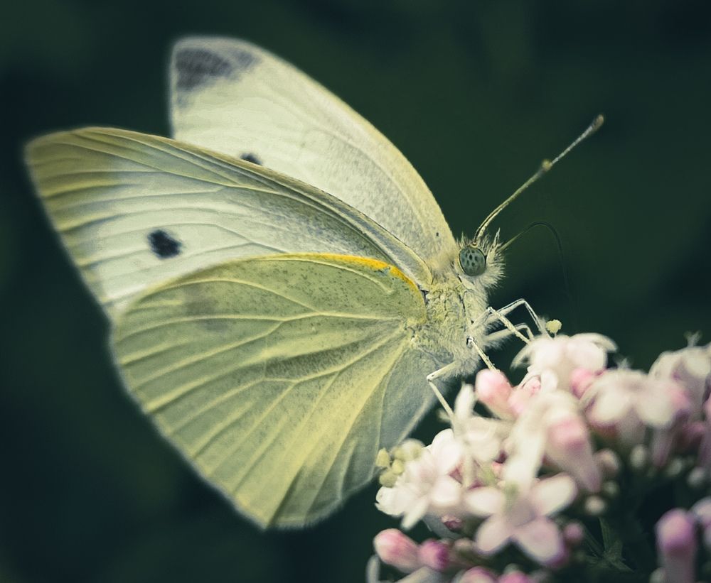 Photograph by Александра Петрова