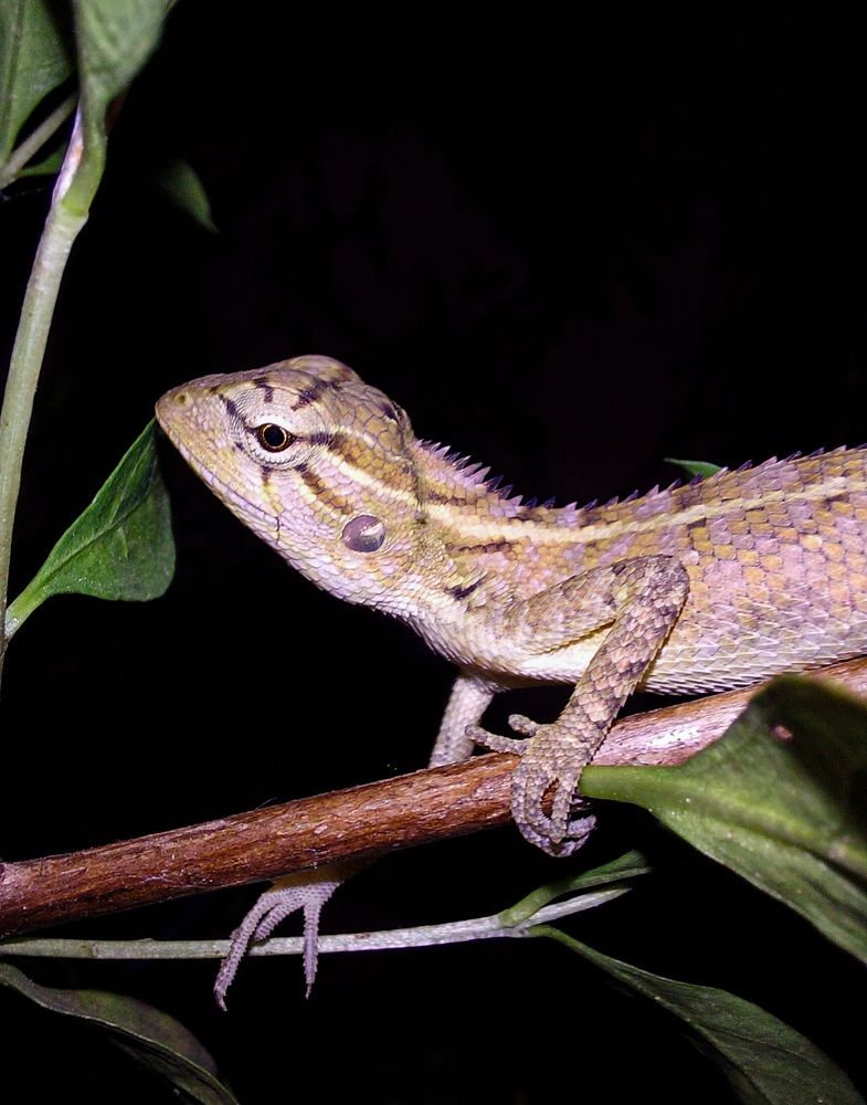 Photograph by Mathew Nishanth A