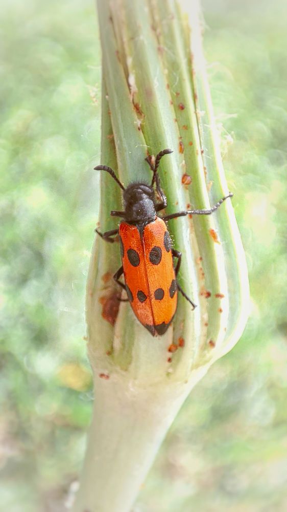 Фотография автора Анастасия Мамаева