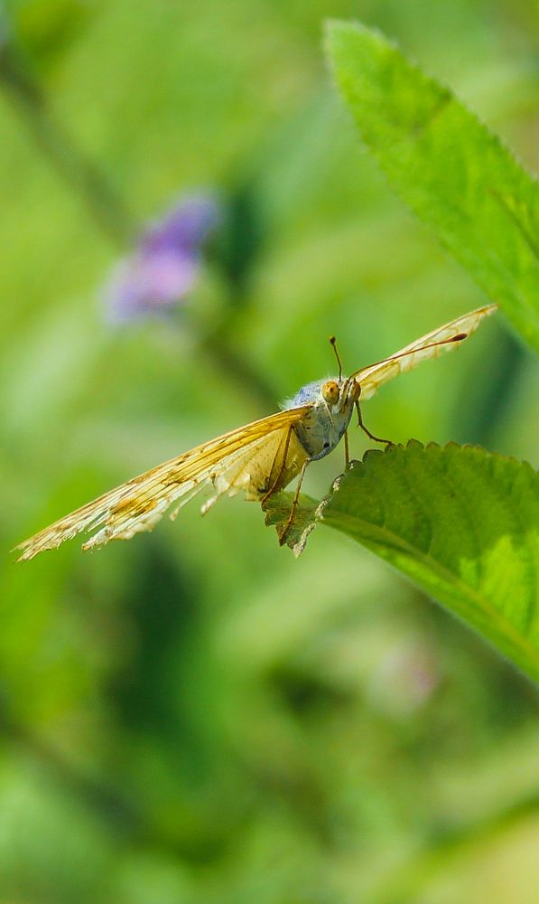 Photograph by Monoj Kumar Das