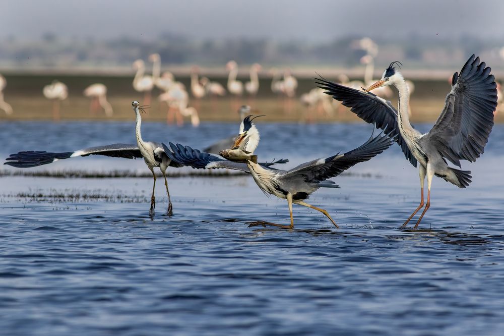 Herons in Pursuit: Fish Frenzy!