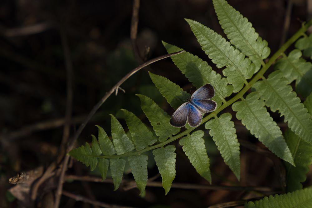 Photograph by Sanyat Turjo