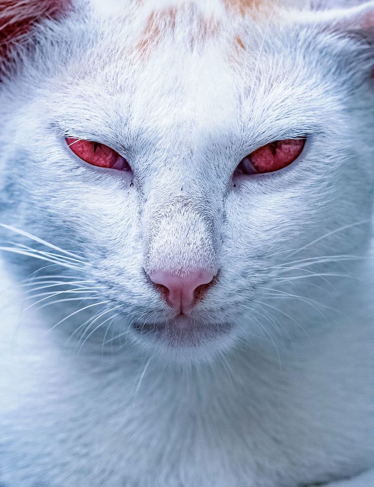 Photograph by Sanyat Turjo