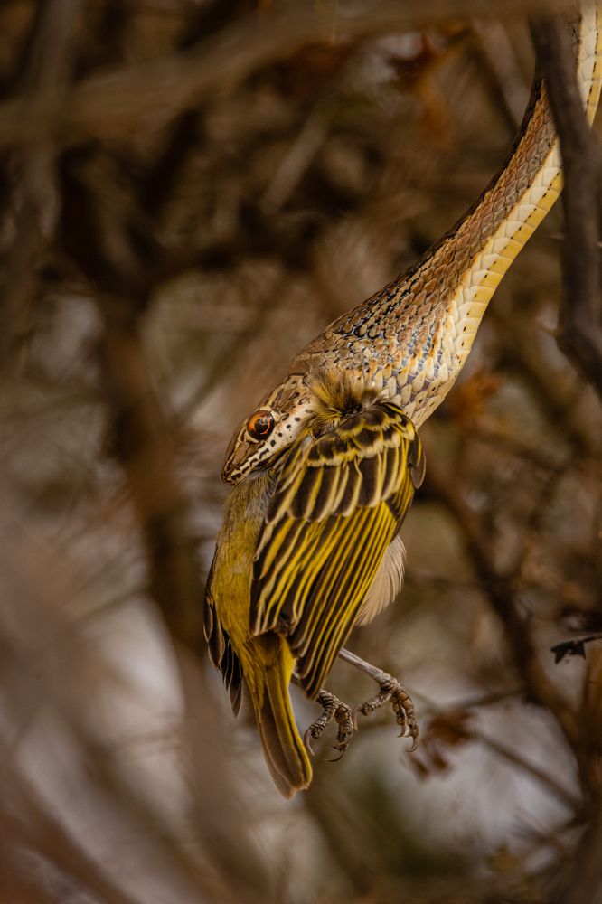 Photograph by Ricardo Ferreira