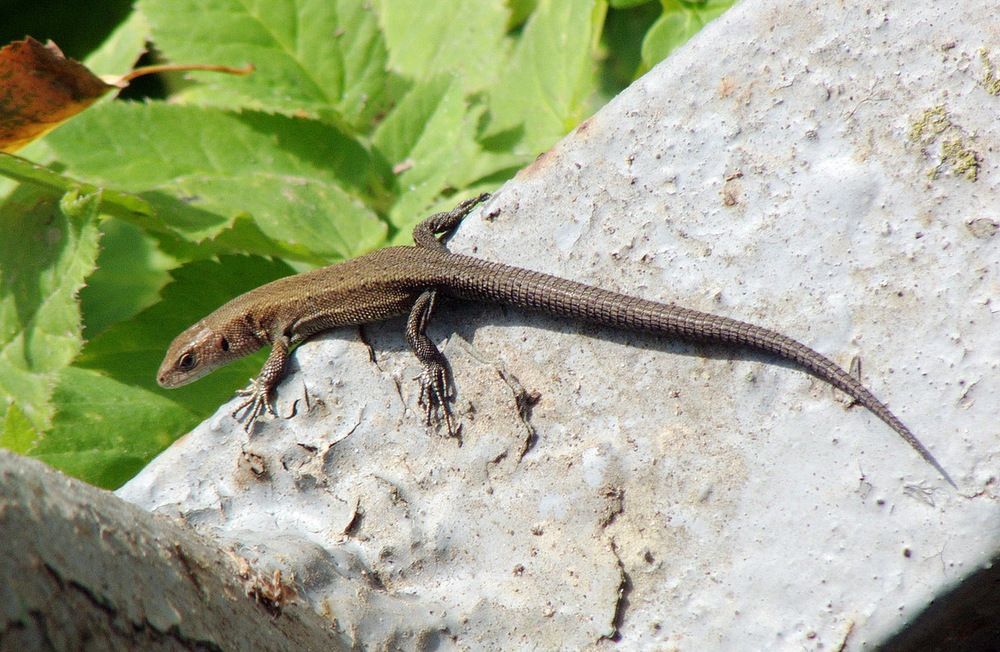 Photograph by Игорь Меньшенин