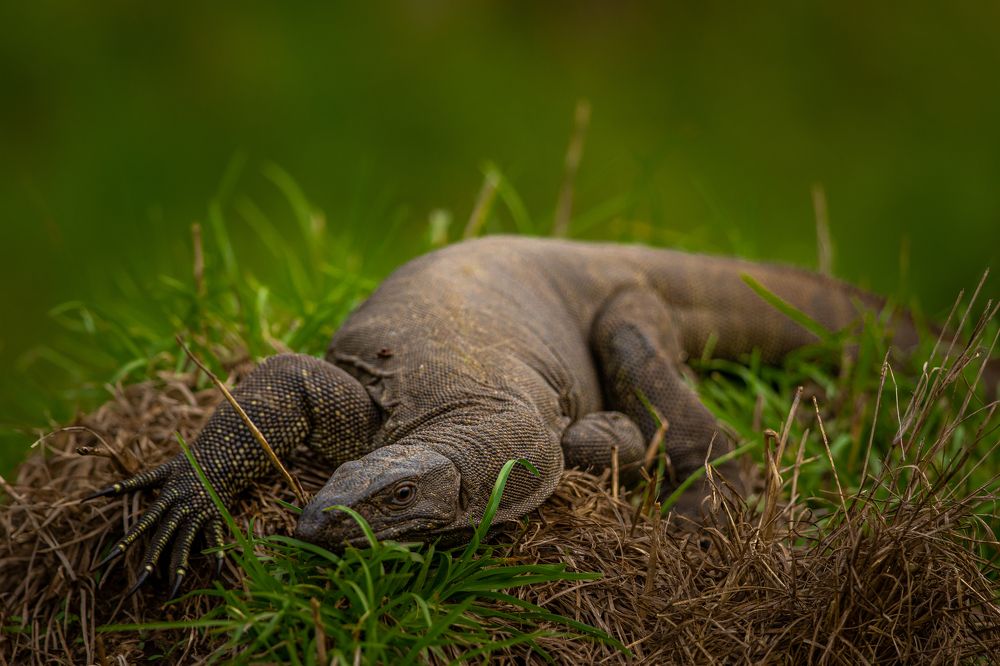 Return of the Dragon