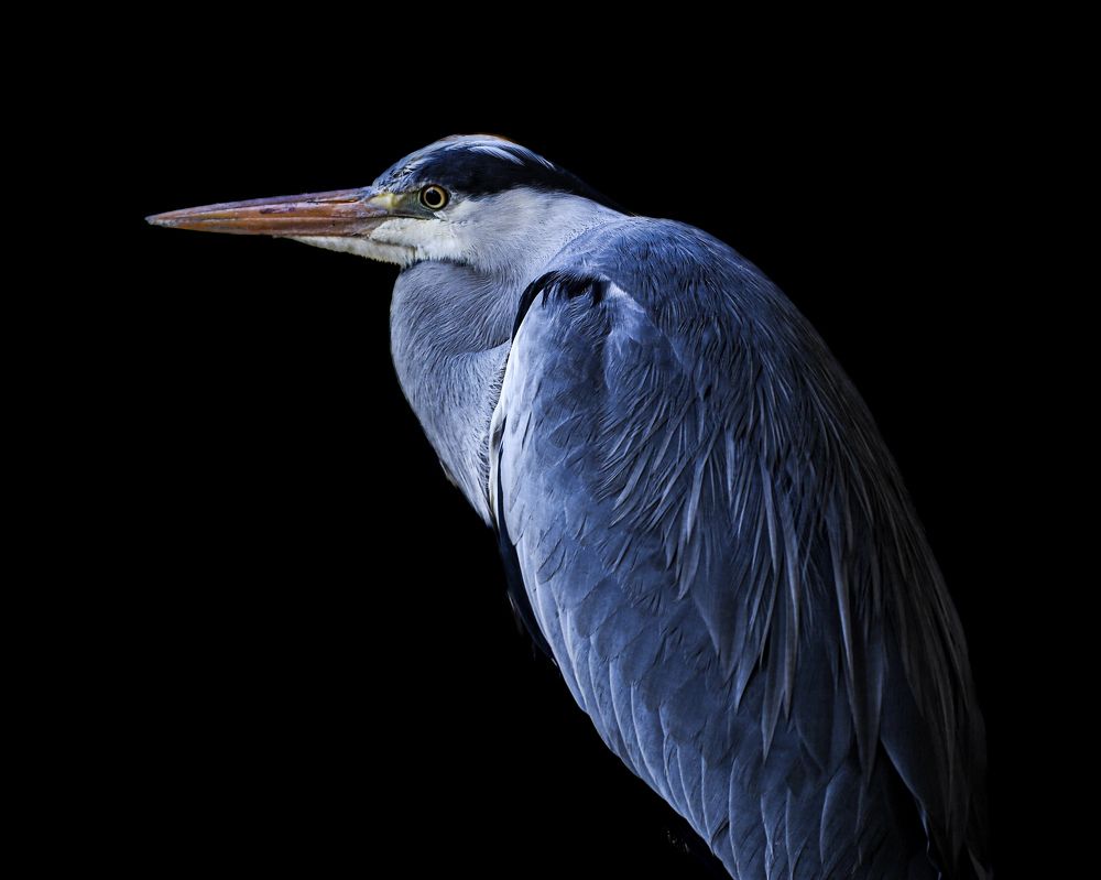 Photograph by Nishuthan Raveenthiran