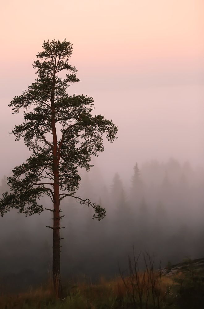 Photograph by Дмитрий Петухов