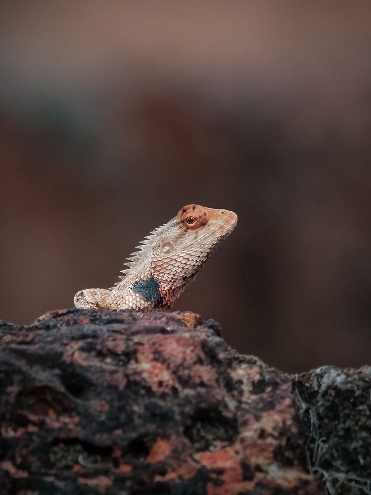 Photograph by Aboobacker Siddique