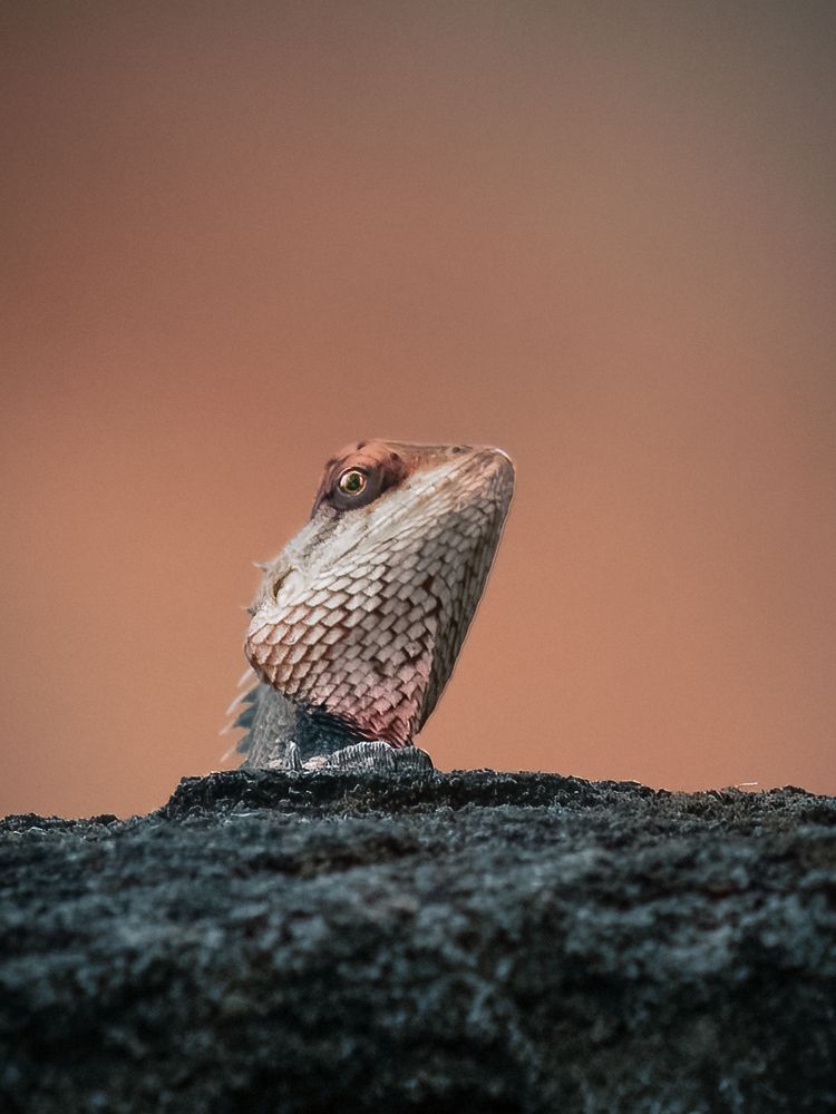 Photograph by Aboobacker Siddique