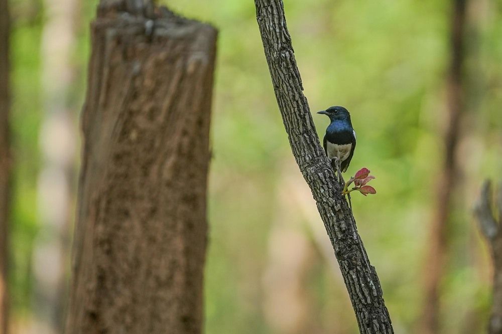 The Magpie's Serenade