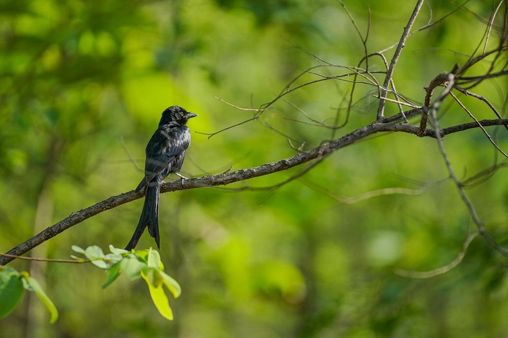 The black drongo’s verdant heaven