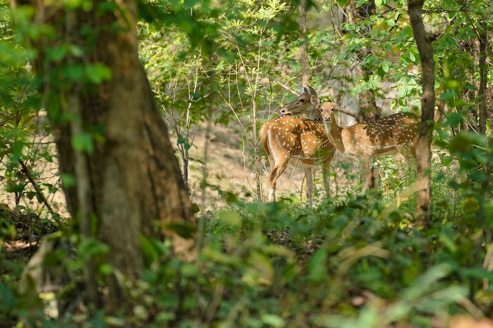 Title: The Captivating Connection: A Glimpse into the World of the Spotted Deer