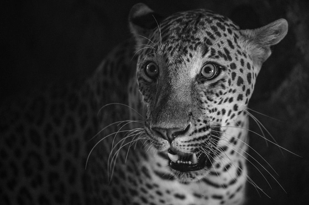 Majestic Monochrome: The Elegance of the Leopard