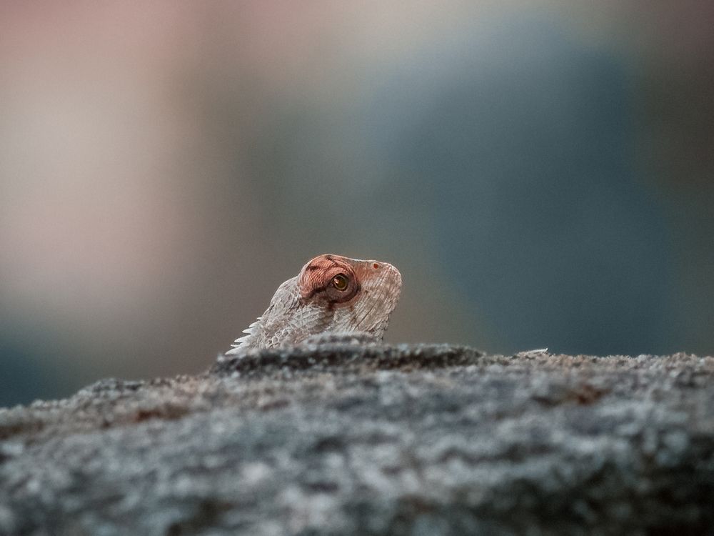 Photograph by Aboobacker Siddique