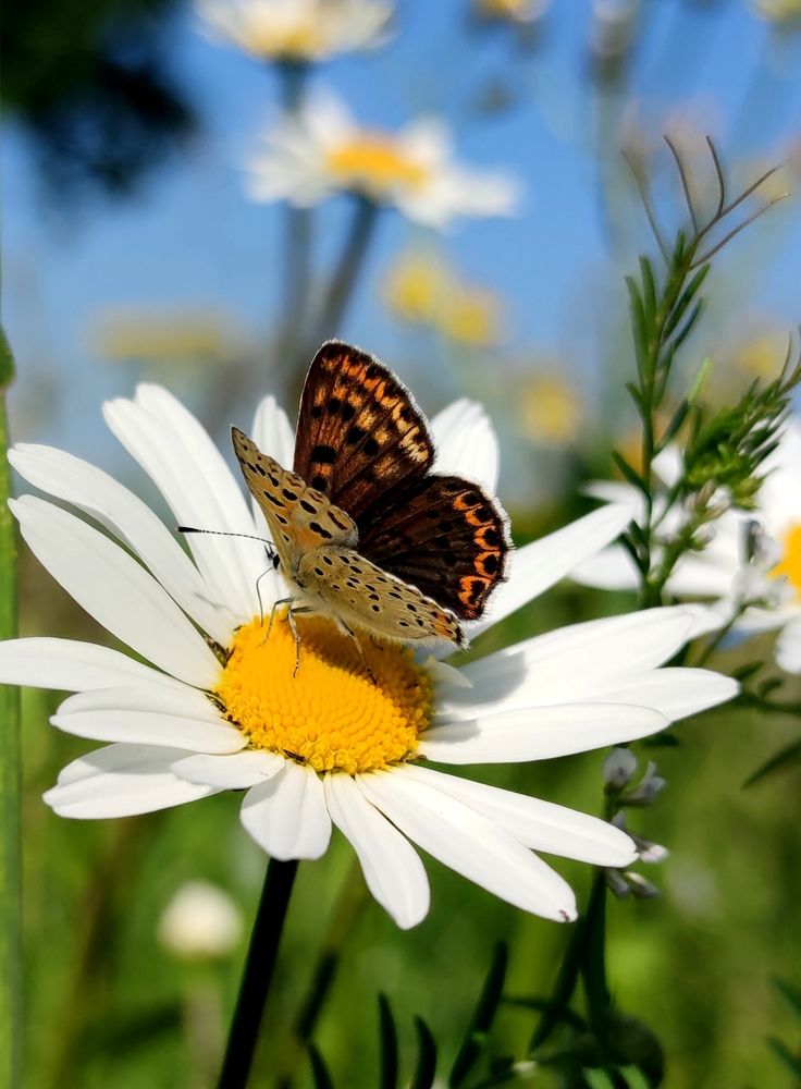 Photograph by Инна Макарчук