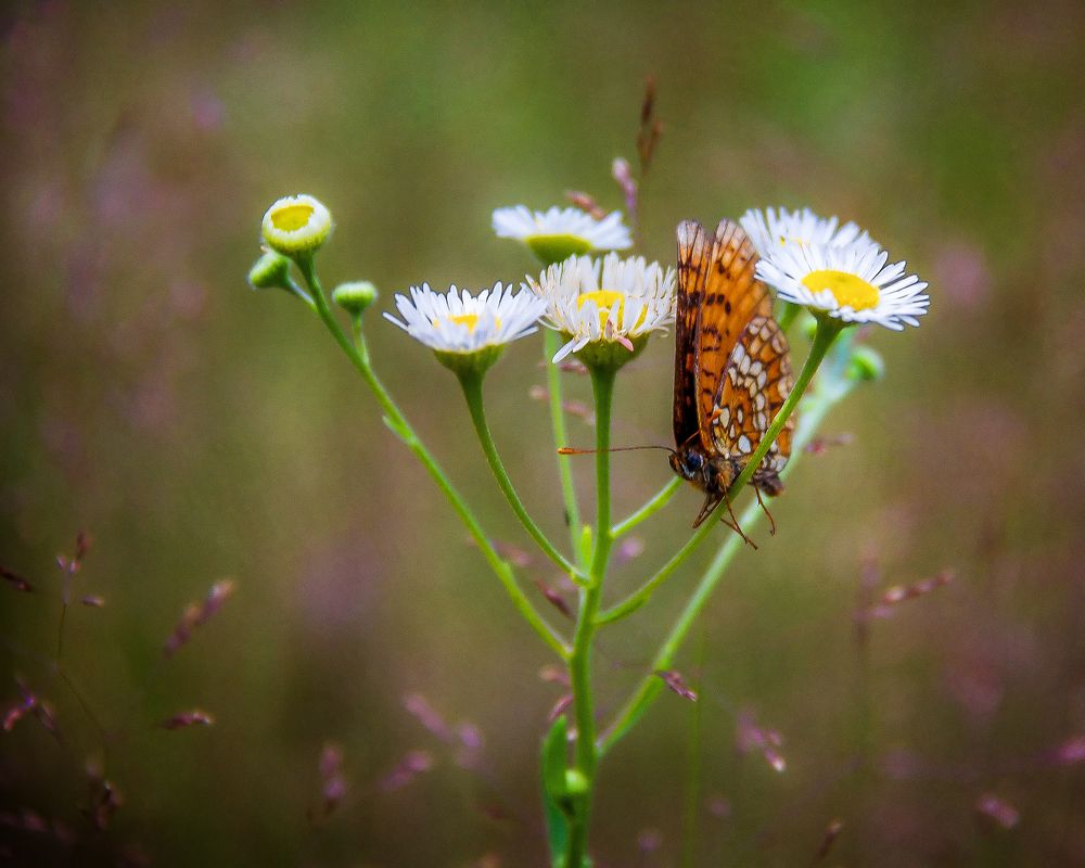 Photograph by Алексей Трифонов